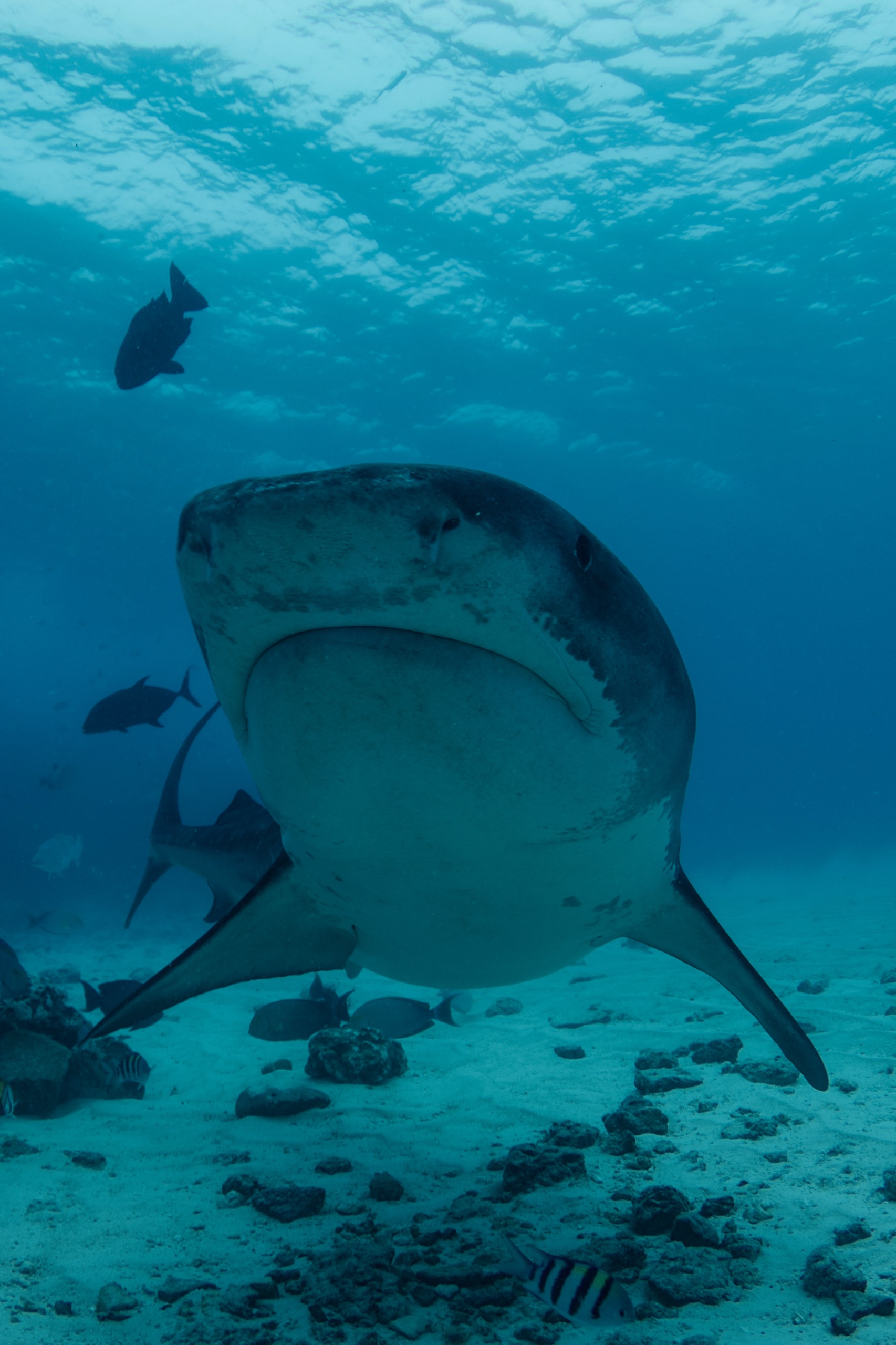 Front view of a tiger shark over coral rubble, Fuvahmulah, Maldives