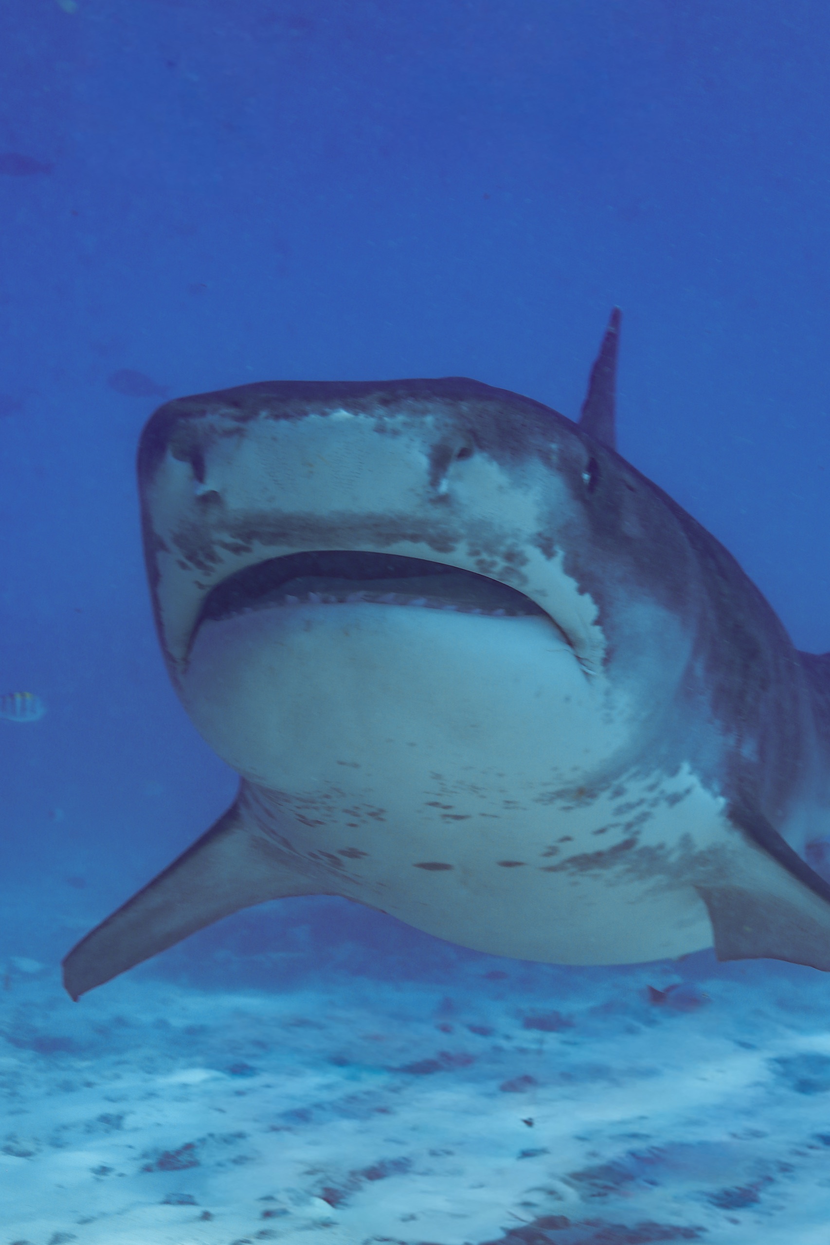 Tiger shark on a head-on approach in Fuvahmulah, Maldives
