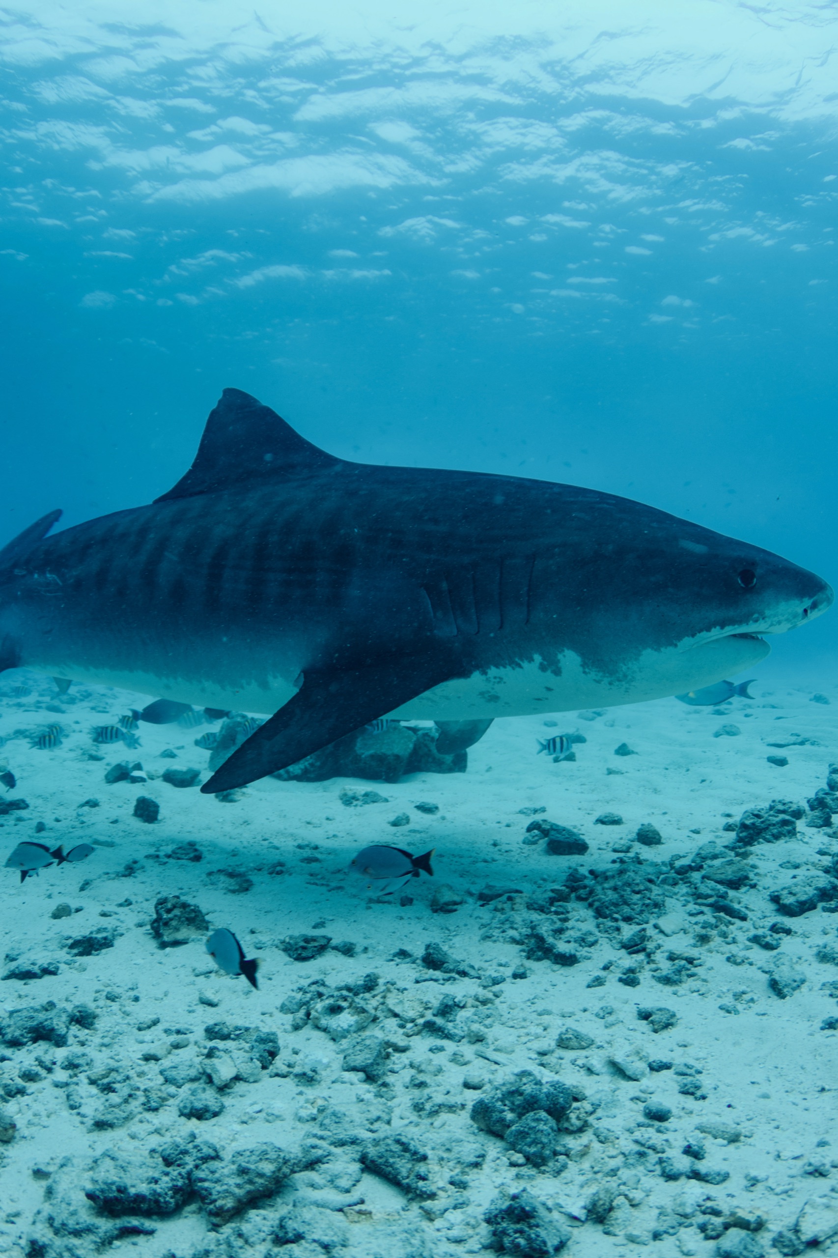 Side profile of a tiger shark showing its stripes over the reef, Fuvahmulah