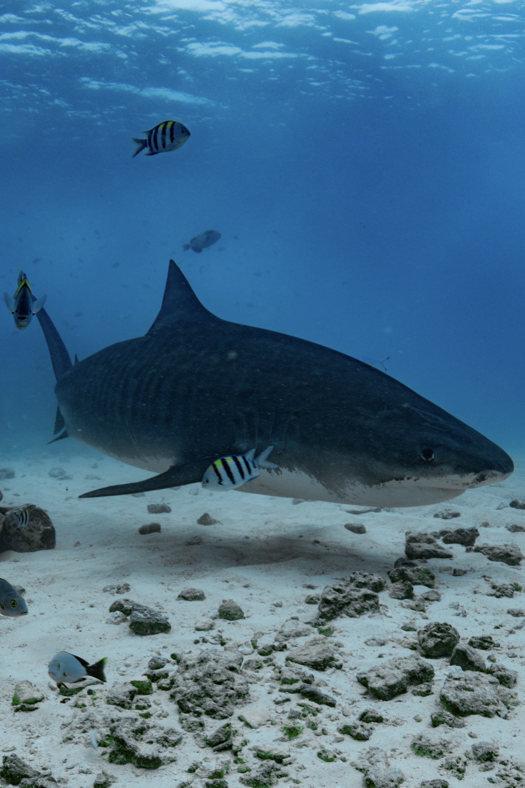 Tiger shark swimming with sergeant major fish, Fuvahmulah, Maldives