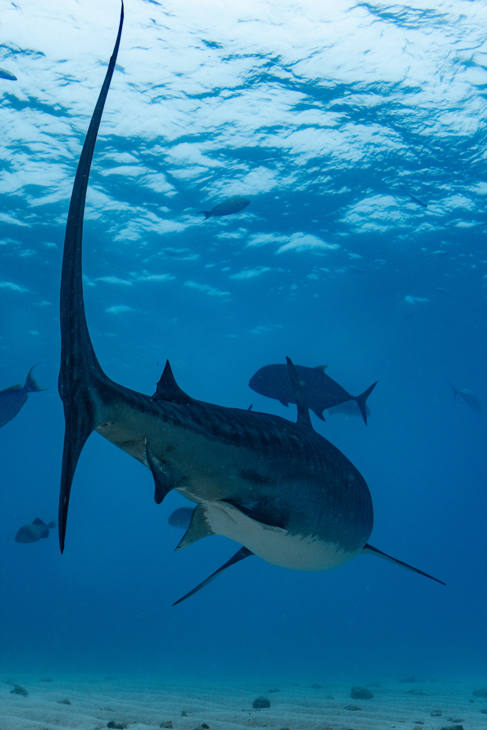 Tiger shark tail and trevally in blue water, Fuvahmulah, Maldives